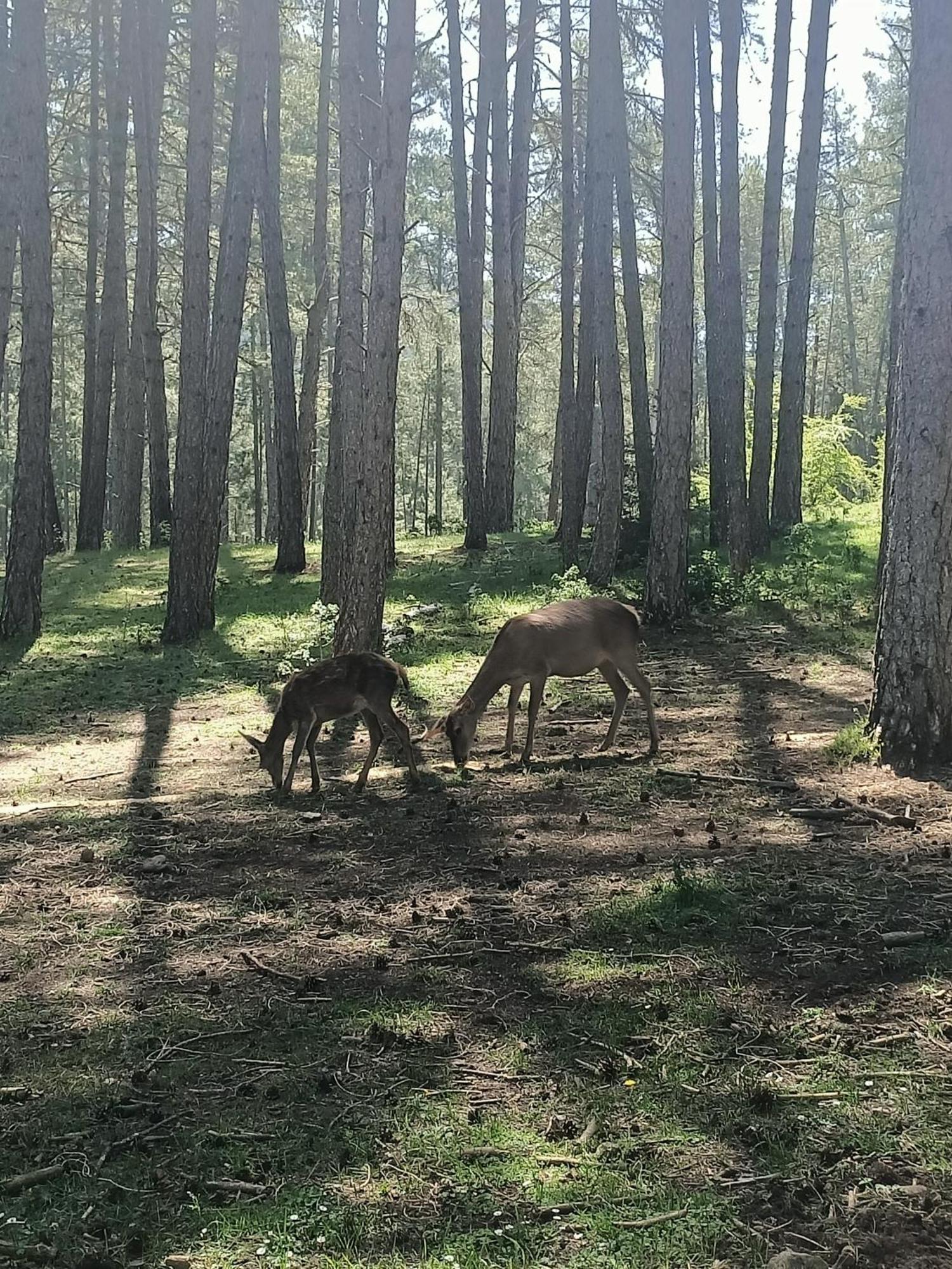 Alojamiento Rural El Cerro Fresneda de la Sierra エクステリア 写真